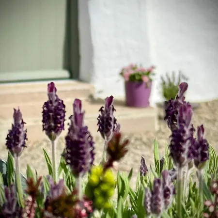 Murphys Thatched * Mitchelstown