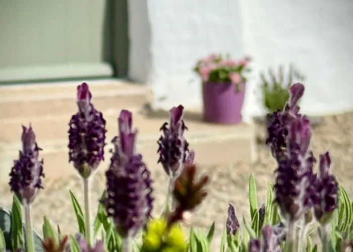 Murphys Thatched * Mitchelstown